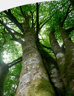 Bosque de Peloño